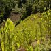 MinJusticia publicó borrador del decreto que reglamenta el uso de la hoja de coca y amapola
