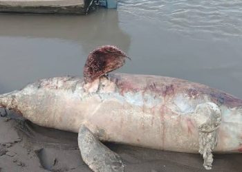 Tonina hallada sin vida en el río Meta habría sido víctima de pescadores ilegales