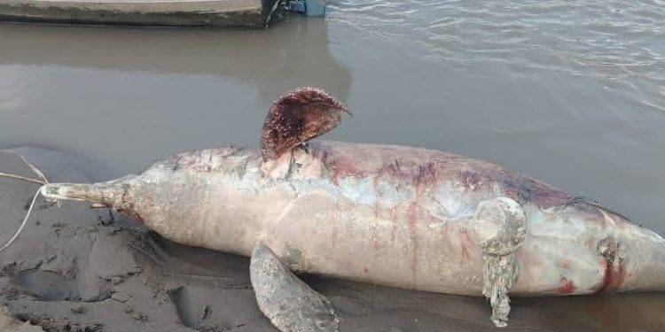 Tonina hallada sin vida en el río Meta habría sido víctima de pescadores ilegales