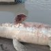 Tonina hallada sin vida en el río Meta habría sido víctima de pescadores ilegales