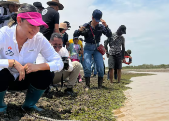 Liberan a 40 caimanes llaneros en una reserva natural de Casanare