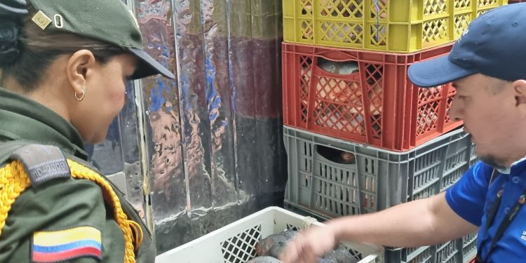 Policía incautó 59 kilos de pescado no aptos para consumo en Villavicencio