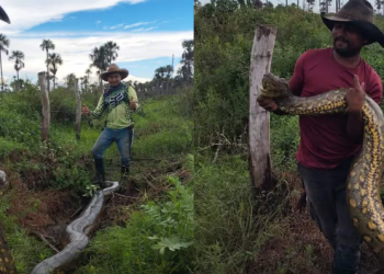 Campesinos de Casanare hallan anaconda de más de 10 metros y se toman fotos con el reptil