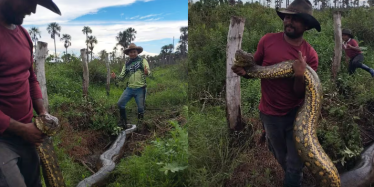 Campesinos de Casanare hallan anaconda de más de 10 metros y se toman fotos con el reptil