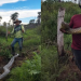Campesinos de Casanare hallan anaconda de más de 10 metros y se toman fotos con el reptil
