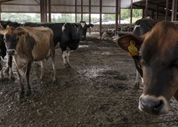 Los ganaderos de Arauca y Boyacá, actores clave para estar libres de fiebre aftosa
